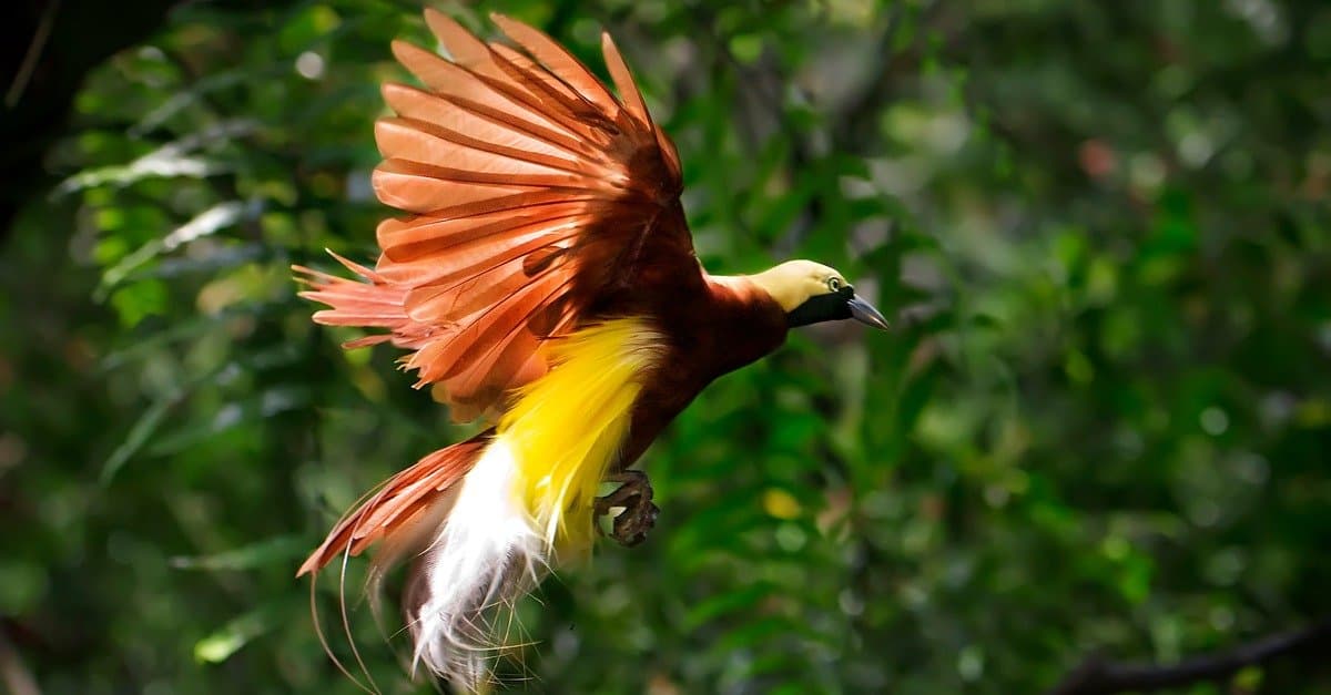 Birds Of Paradise Bird Facts Paradisaeidae AZ Animals