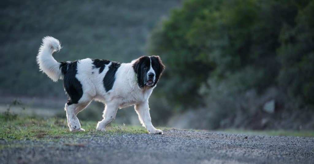 Newfoundland vs Saint Bernard