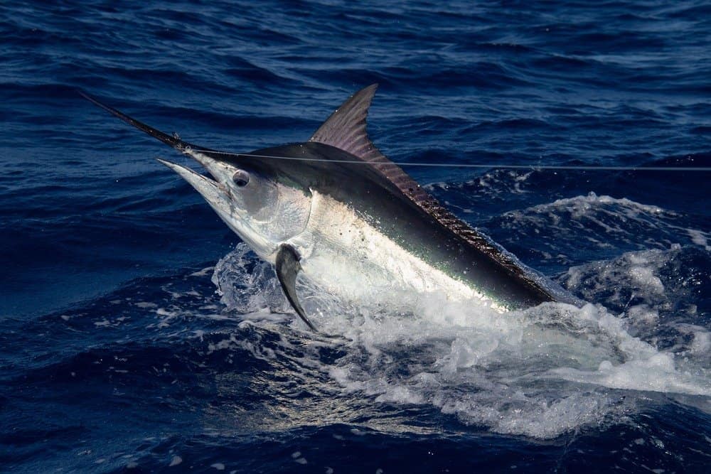 Black marlin swimming at the Great Barrier Reef