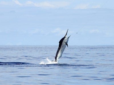 A Black Marlin