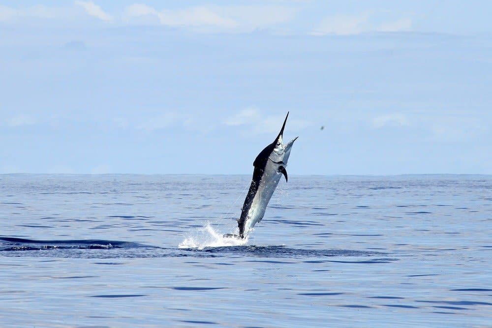 Black marlin jumping out of the water