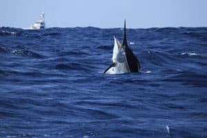 Watch This Black Marlin’s Epic Struggle Turn Chaotic as It Leaps Aboard Fishing Boat Picture