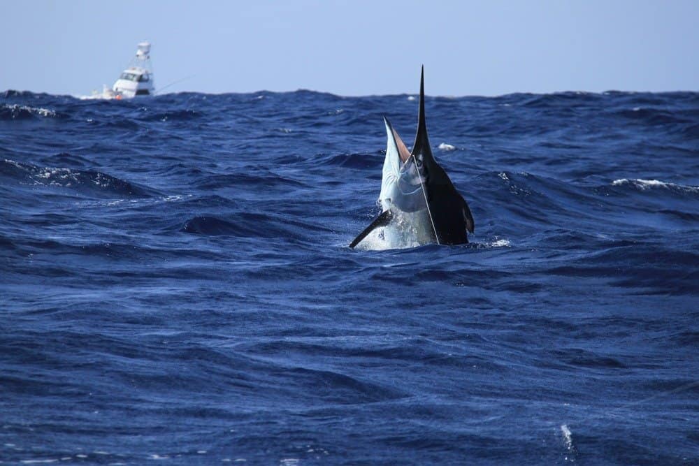 Black marlin poking out of the ocean