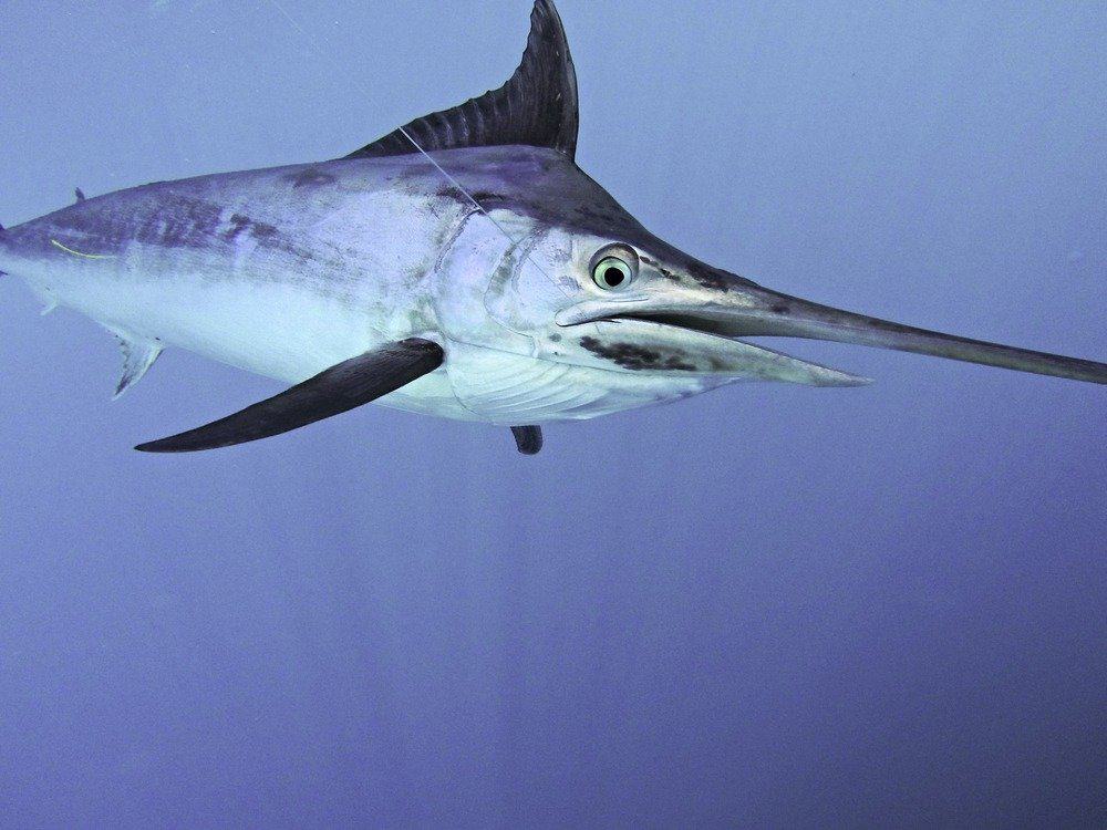 Black marlin swimming underwater