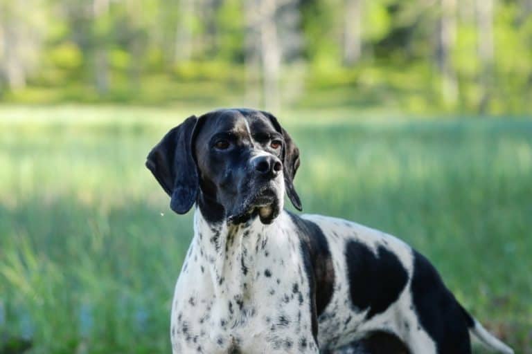 Adult black and white pointer outdoors