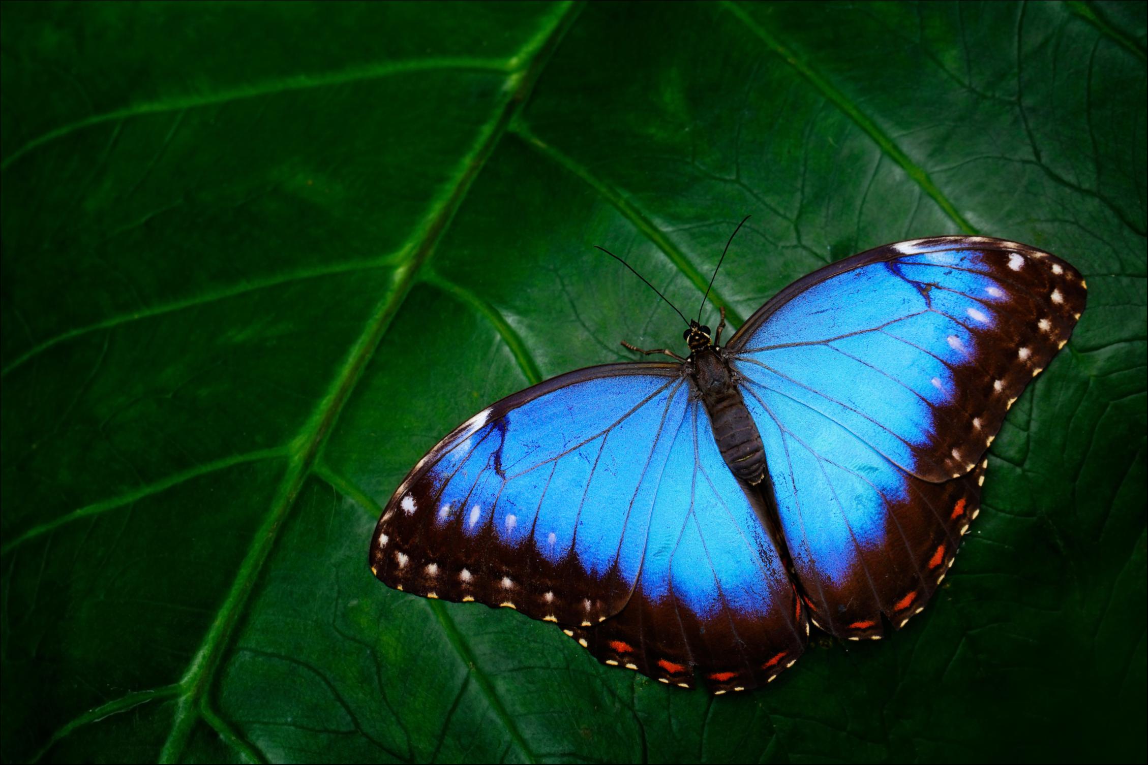 Blue Butterfly (Morphinae)