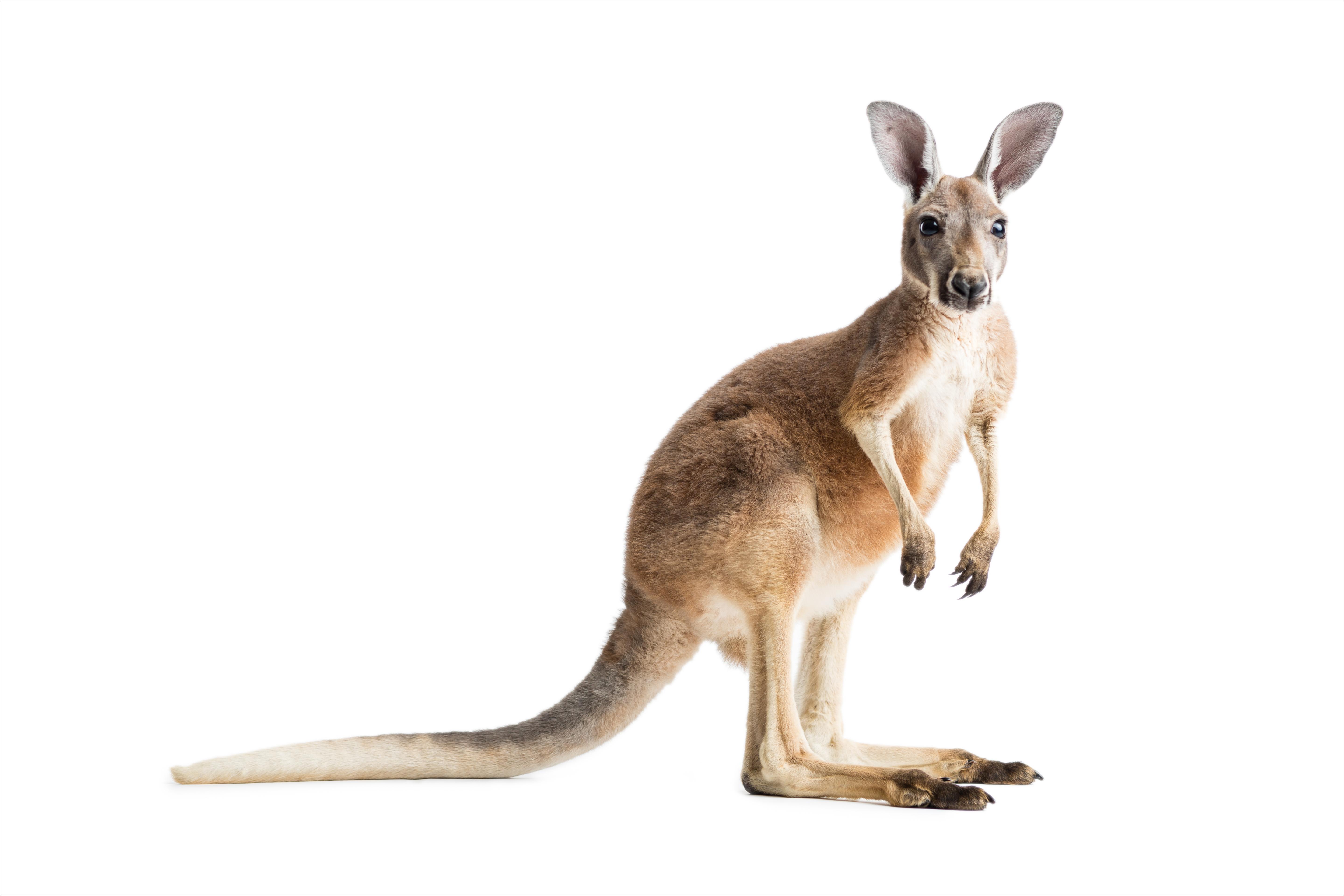 Kangaroo (Macropus Giganteus)