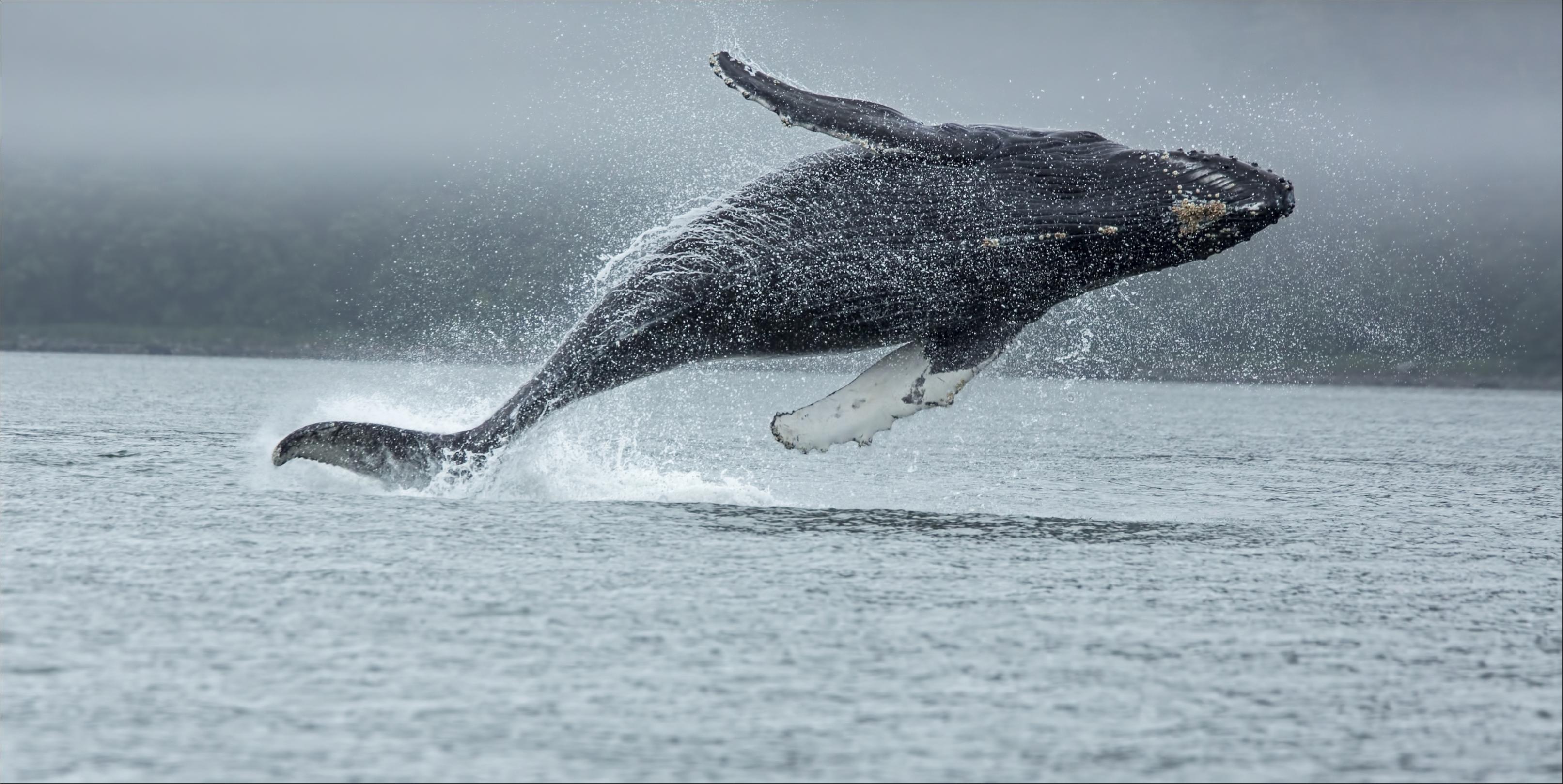 Blue Whale (Balaenoptera musculus)