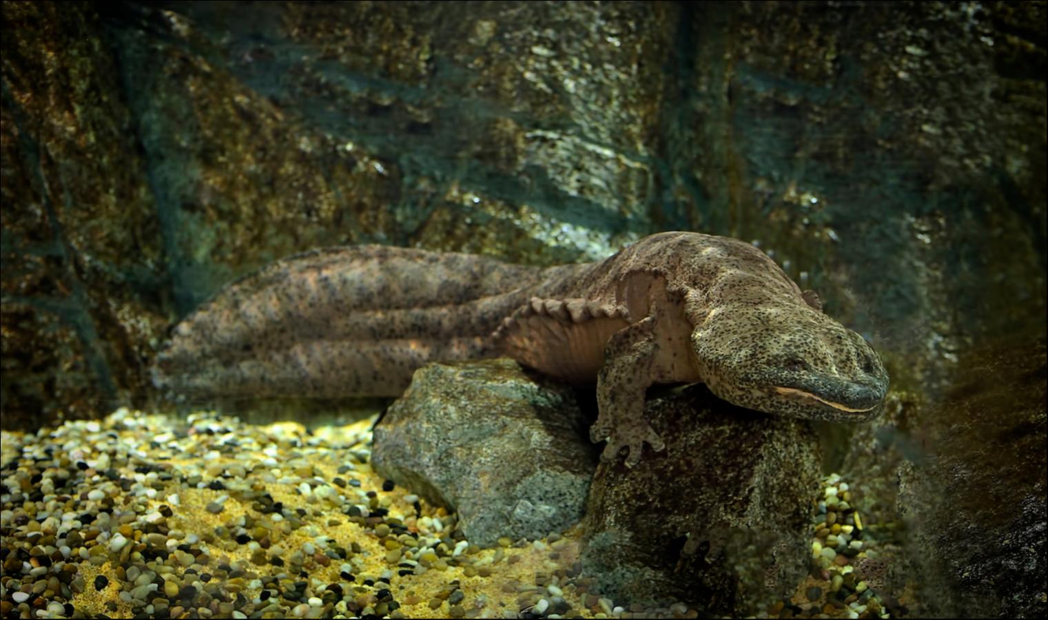 Chinese giant salamander (Andrias davidianus)