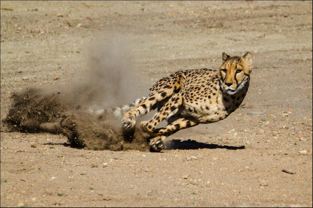 Cheetah (Acinonyx Jubatus) - Fastest Land Animal