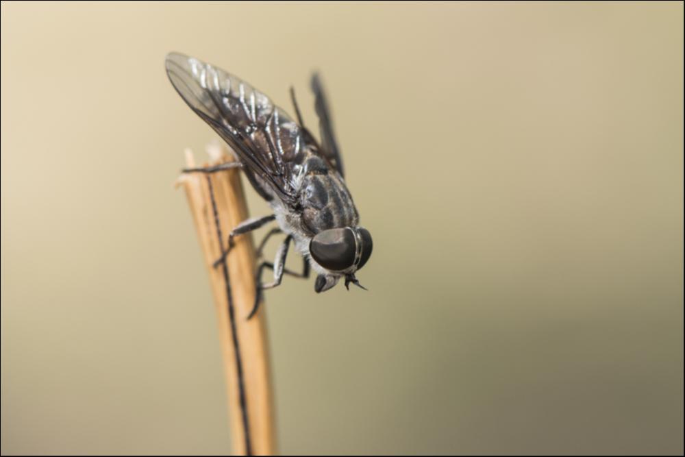 Fastest Insect - Male Horsefly