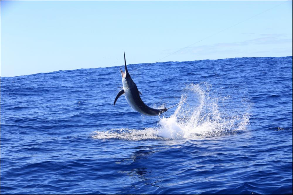 Black Marlin - Fastest Land Animal