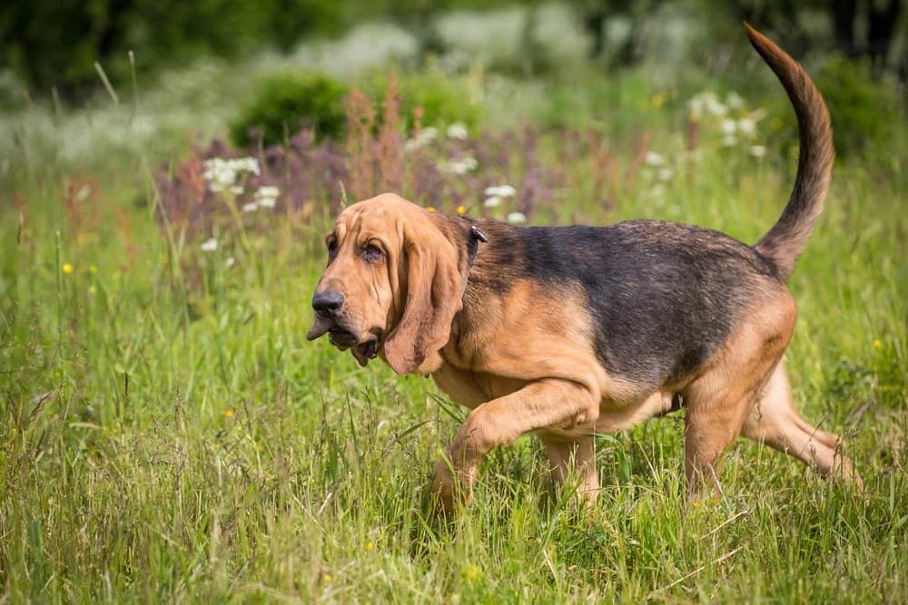 bloodhound running through the grass