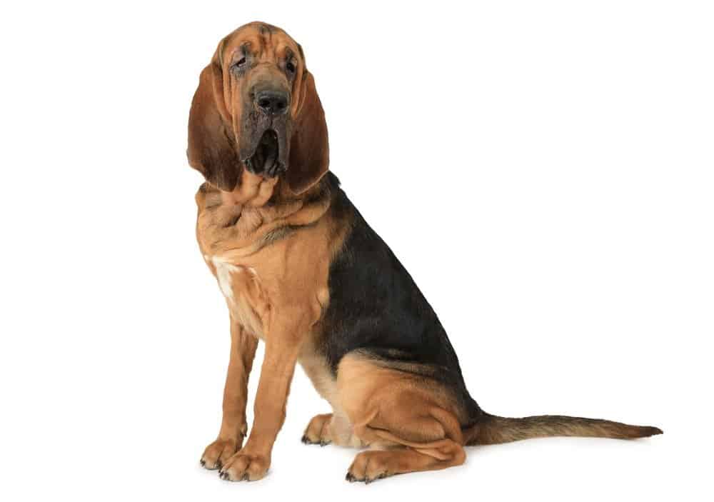 bloodhound isolated on a white background