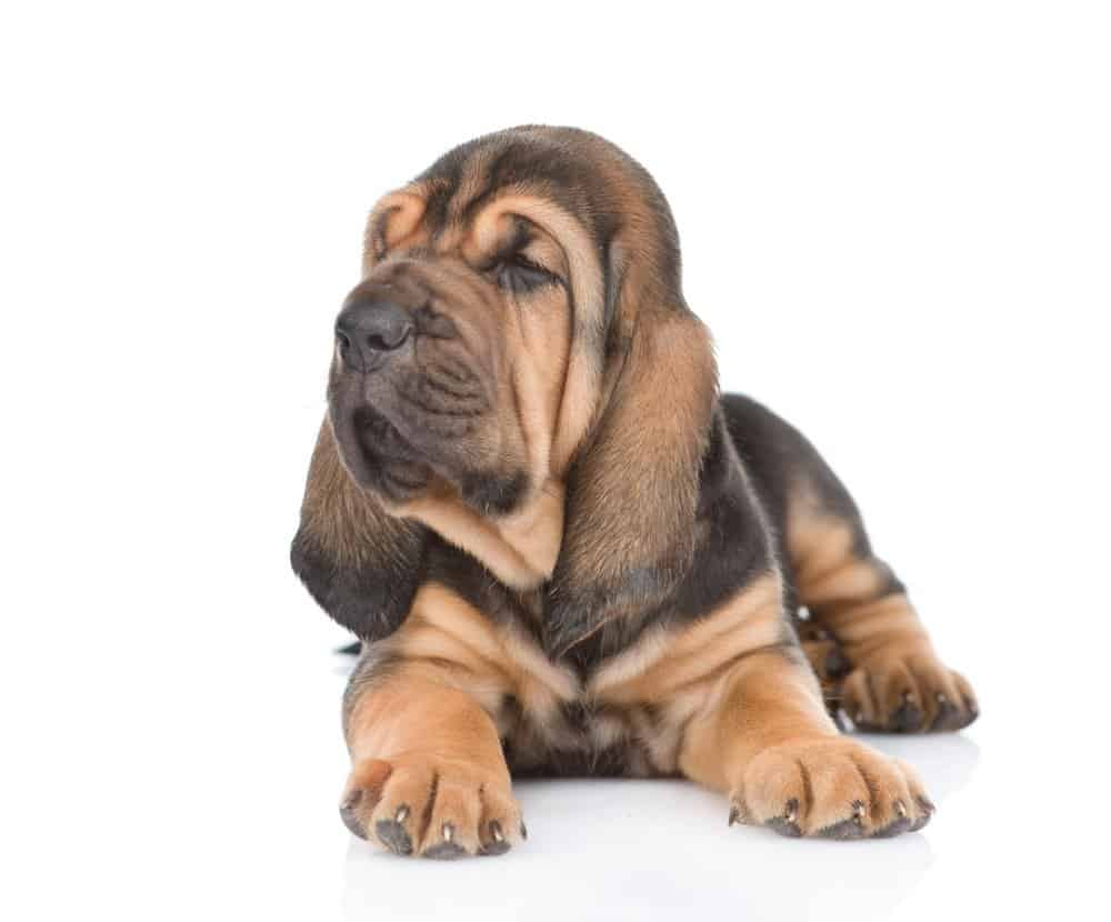 bloodhound puppy isolated on a white background