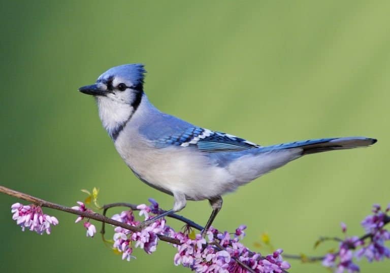 Blue Jay on Eastern Redbud, side view
