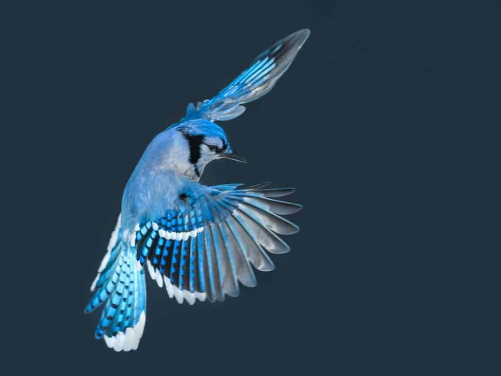 The Majestic Wings of the Blue Jay Bring the Colors of the Sea to the Sky /  Bright Side