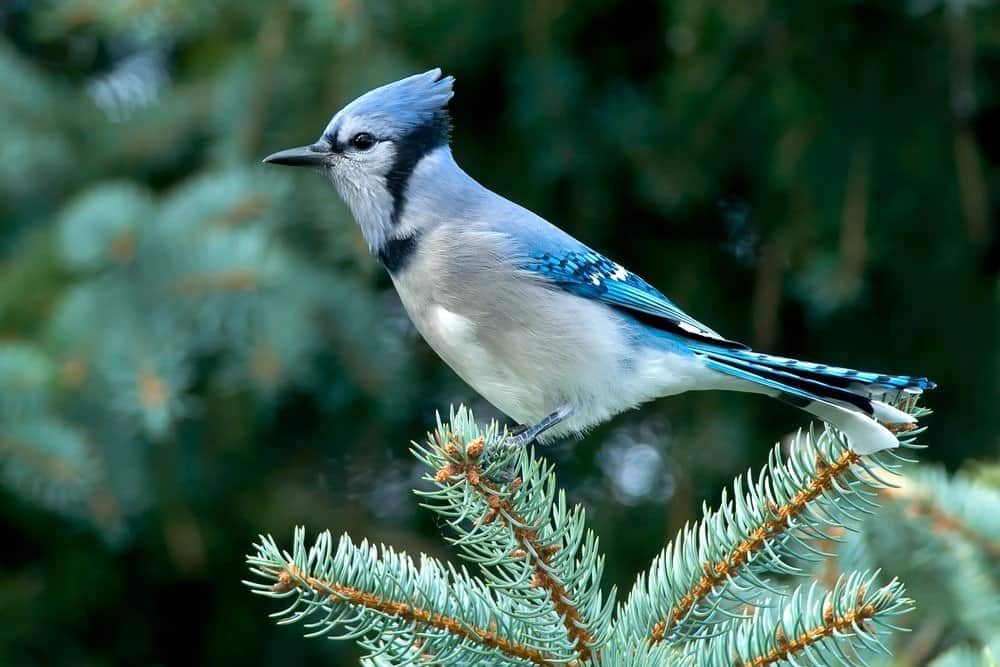 A Blue Jay is perched on a Blue Spruce tree branch. Rosetta McClain Gardens, Toronto, Ontario, Canada.
