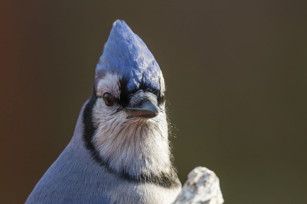 Blue jay in autumn, portrait