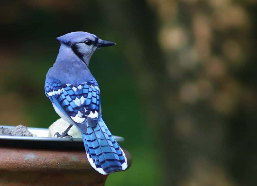 Juvenile Blue Jay with green background