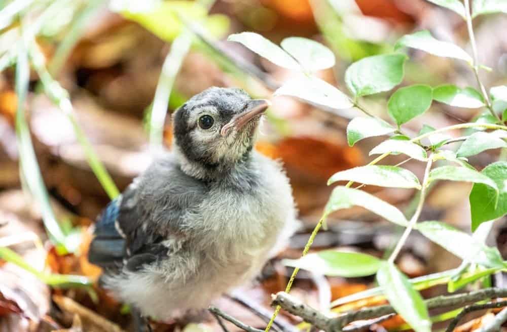Baby Blue Jay fledgling out on it’s own and looking for mom