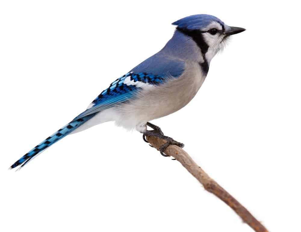 Blue jay is isolated on a white background