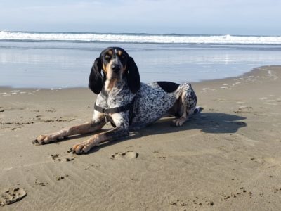 A Bluetick Coonhound