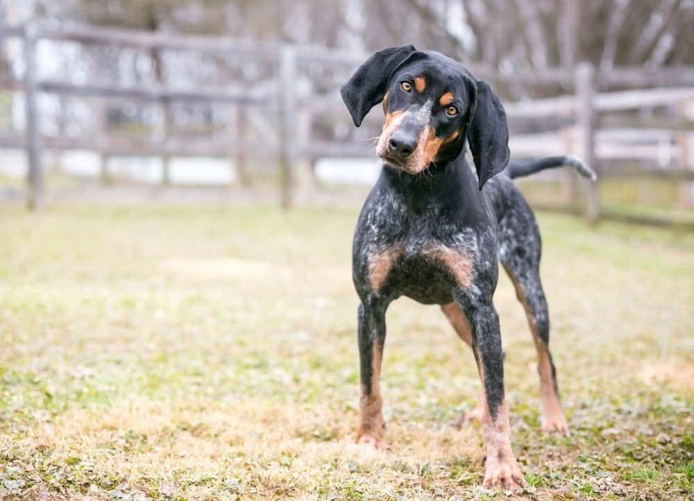 Bluetick Coonhound standing in field