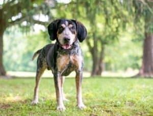 Bluetick Coonhound Progression: Growth Chart, Milestones, and Training Tips Picture