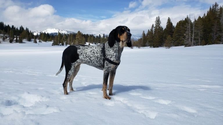 Bluetick Coonhound standing in the snow
