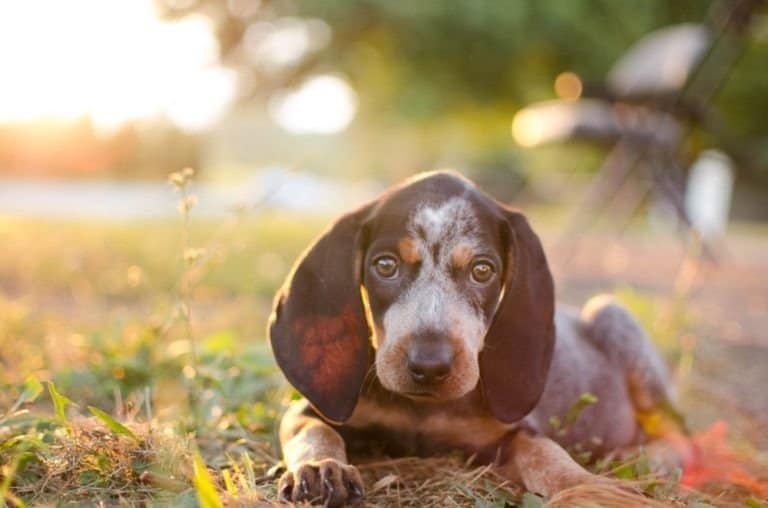 Bluetick Coonhound puppy lying in the grass