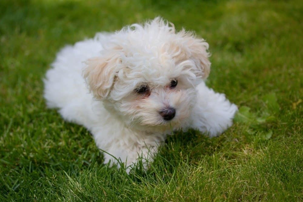 Beautiful bolognese puppy dog in the grass