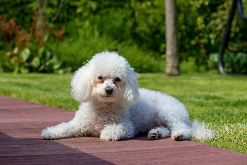 Bolognese dog sales health problems