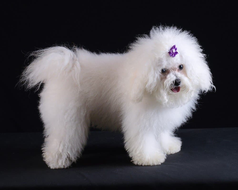 Bolognese dog studio photo with black background