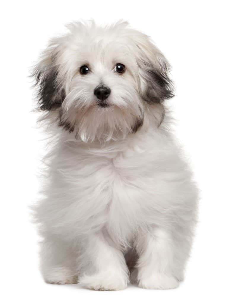 Bolognese puppy, 6 months old, sitting in front of white background