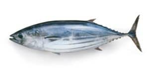 Bonito fish on white background