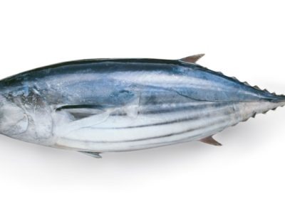 A Bonito Fish