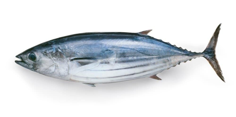 Bonito Fish Facts | Sarda - AZ Animals