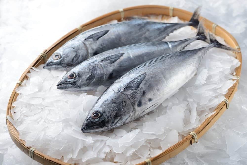 Three bonito fish on ice