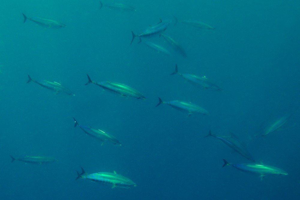 Bonito, Cape Point, South Africa, Atlantic Ocean