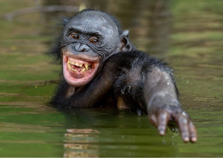 Smiling Bonobo in the water. Natural habitat.