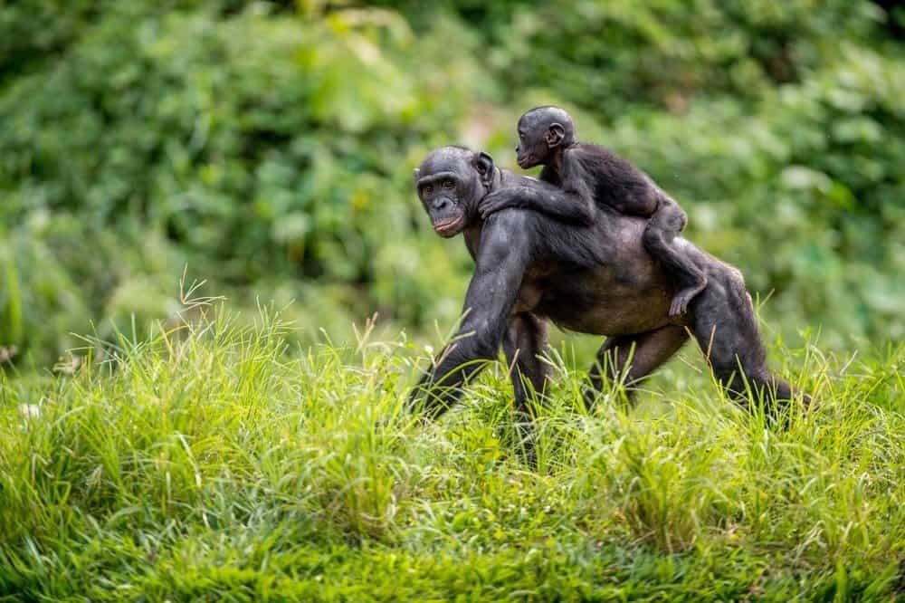 Bonobo Cub on the mother's back in natural habitat