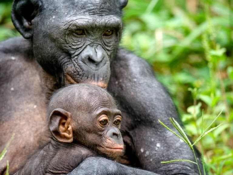 Mother and Cub of Bonobo in natural habitat.