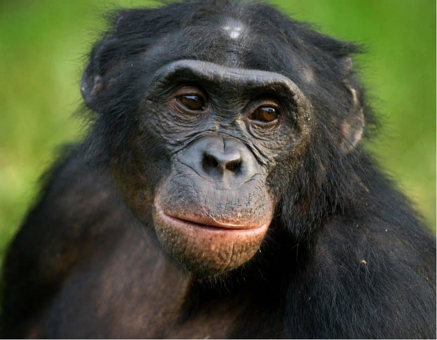 Portrait of bonobos. Democratic Republic of Congo.