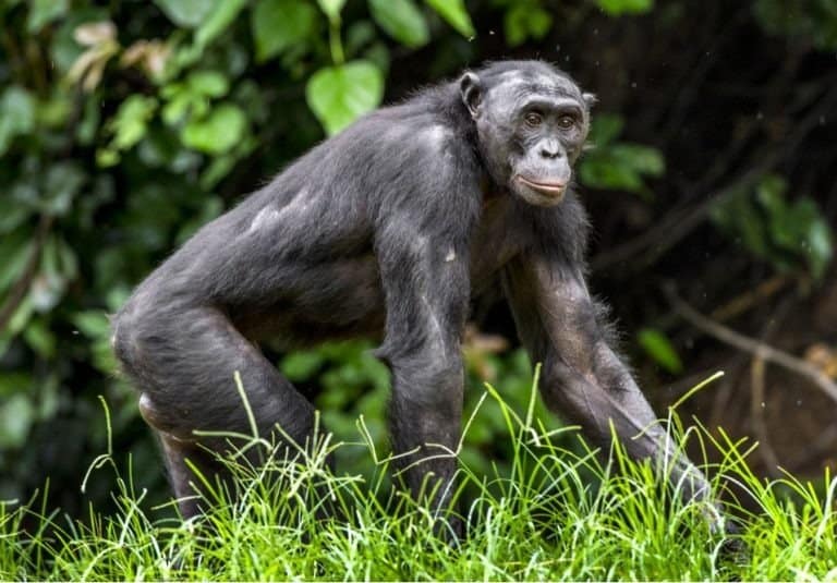 The portrait of male Bonobo walking in the jungle.
