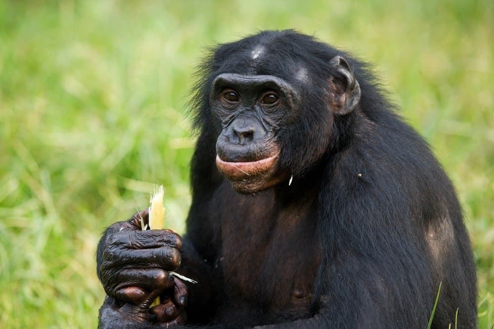 What Do Apes eat? - Portrait of bonobos. Close-up