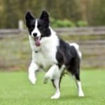 Border Collies are fast runners!