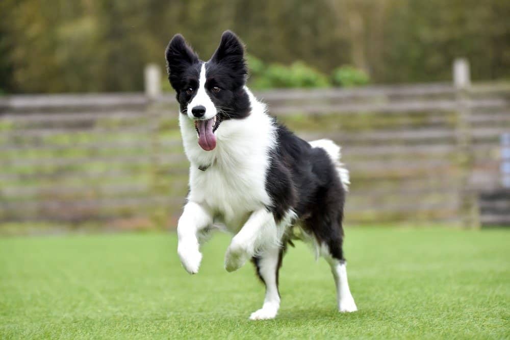 Border collie playing with dog run
