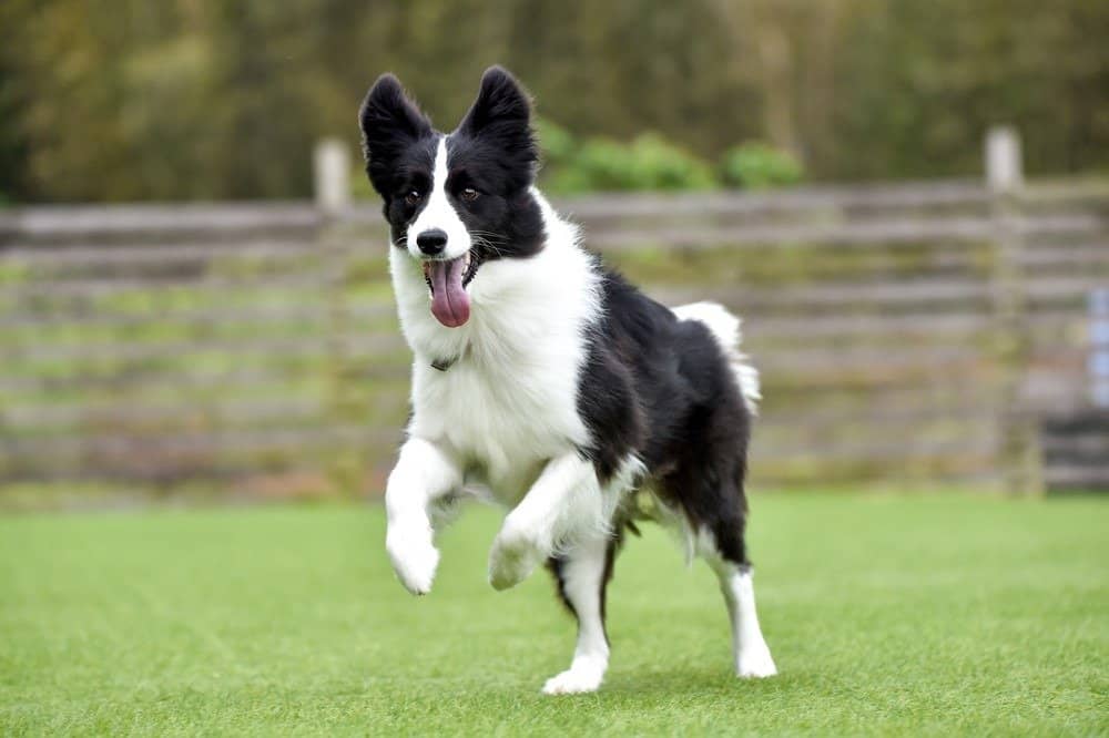 are border collies good running dogs