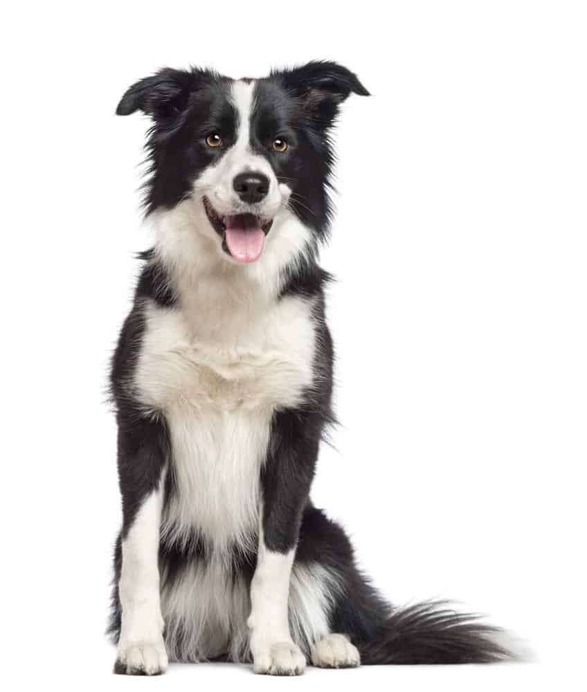 Border Collie, 1.5 years old, sitting and looking away against white background
